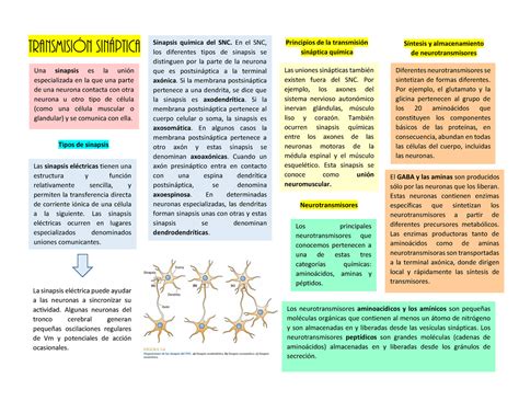 Transmisi N Sin Ptica Transmisi N Sinptica Una Sinapsis Es La Uni N