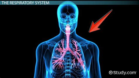 Upper Respiratory Tract Lesson For Kids Lesson