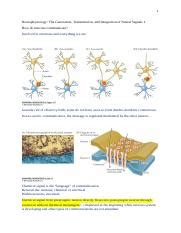 Ch Docx Neurophysiology The Generation Transmission And