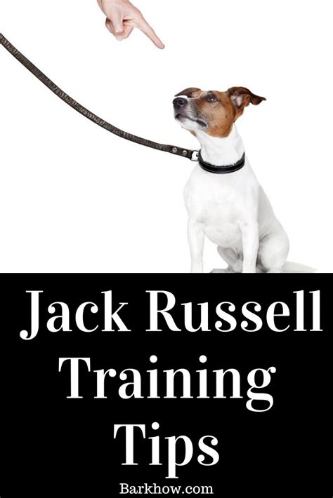 Are Jack Russells easy to train Jack Russell Terrier training secret Jack Russell intelligence ...