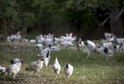 Les conditions d élevage AOP Poulet du Bourbonnais