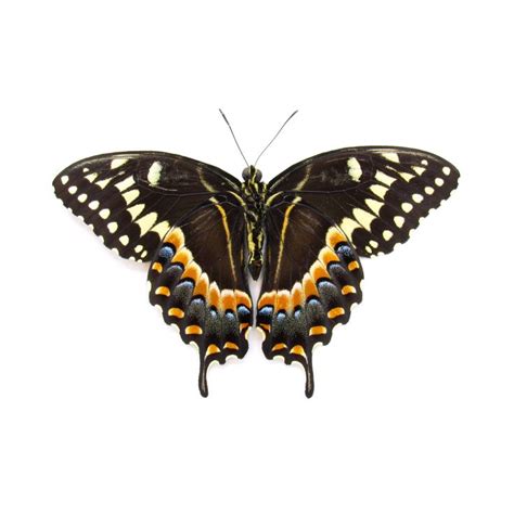 Real Eastern Black Swallowtail Butterfly Framed Taxidermy Papilio