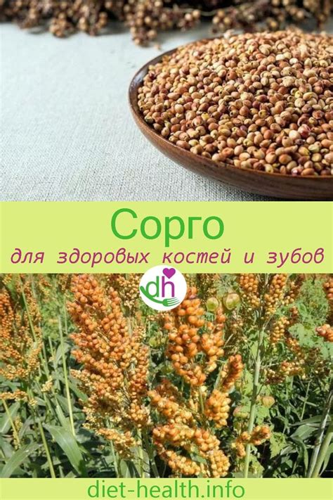 сорго (зерновое сорго, сахарное сорго) | Ernährung, Gemüsecurry, Vegane ...