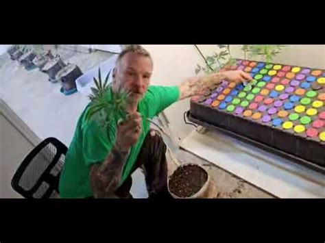 Cannabis Clone Transplant Tips Explained By MrSoul Of Brothers Grimm