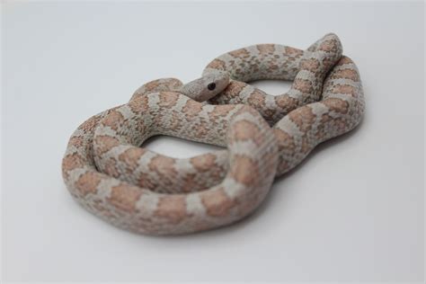 Cinder Corn Snake Traits Morphpedia