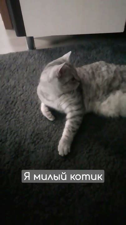 Я люблю тебя 💘 #котик #рекомендации - YouTube
