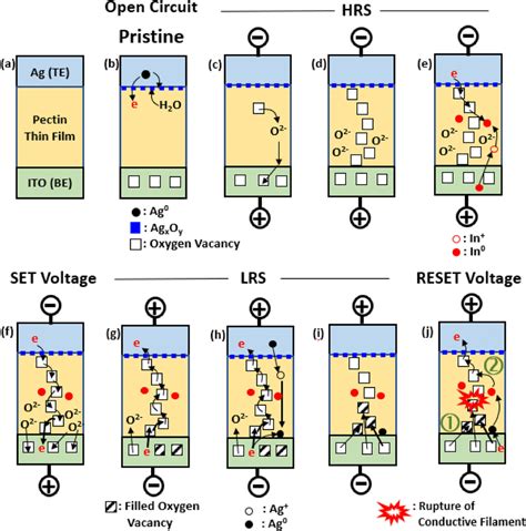 Schematic Of The Proposed Resistive Switching Mechanism Of Pectin