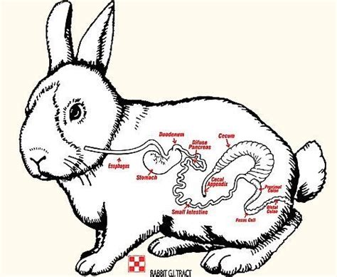 Internal Rabbit Diagram Pet Rabbit Care Pet Bunny Pet Rabbit