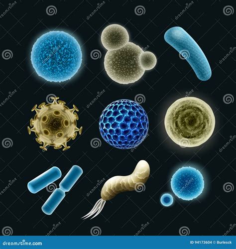 Diplobacilli Clipart And Illustrations