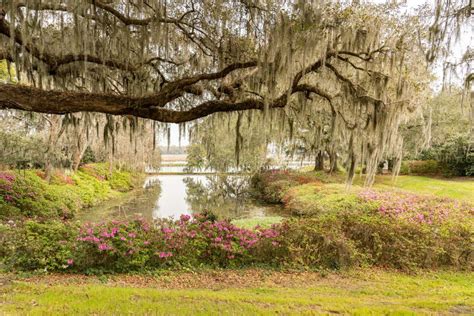 Historic Middleton Plantation and Gardens in Charleston, South Carolina ...