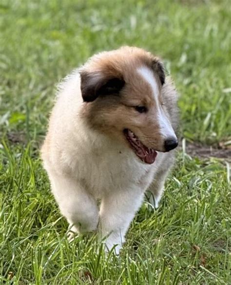 Purebred AKC Rough Collie Puppies Ready Now | Centerview, MO