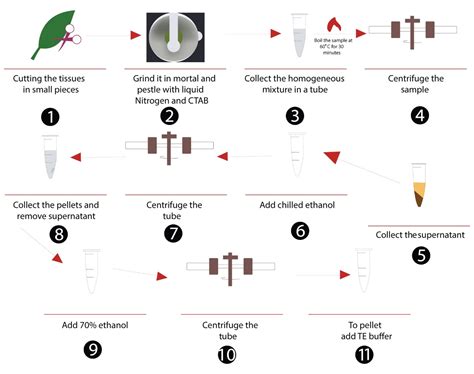 High Quality And Purified Dna Extraction Protocol From Transplastomic