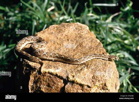 saw scaled viper snake, echis cariniatus Stock Photo - Alamy