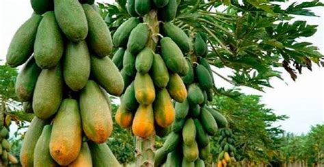 Cómo cultivar papaya guía completa para principiantes El rincón del