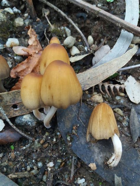 Coprinellus Sect Micacei From 4410 Canelas Portugal On January 18