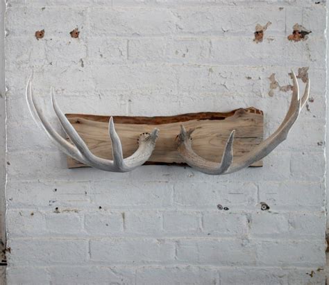 Ways To Display Deer Sheds The Urban Decor