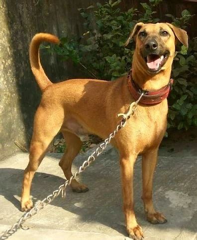 All About Kombai Dog | Combai Breed Information & History