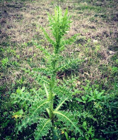 The Foraged Foodie: You CAN eat thistles! Plus a vegan, paleo Greek ...