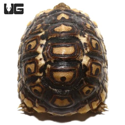 Baby Leopard Tortoises For Sale - Underground Reptiles