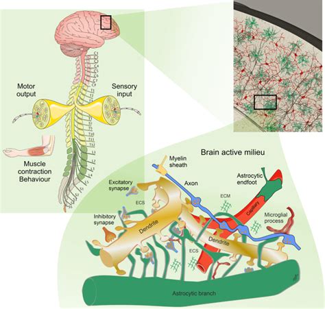 Signal Transduction And Targeted Therapy