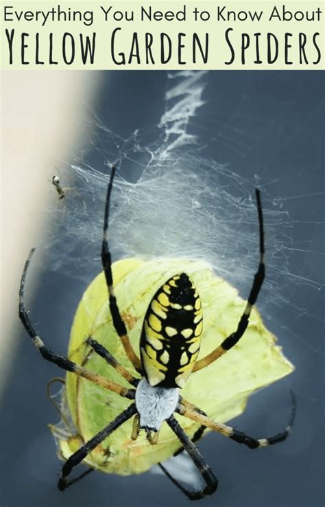 The Yellow Garden Spider Argiope Aurantia Owlcation