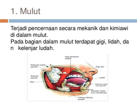 Anatomi Sistem Pencernaan Manusia