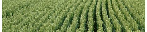 Лонтрел™ 300 | Захист рослин | Corteva Agriscience