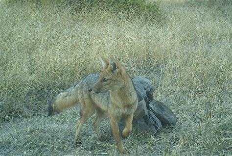 What does the fox say to a puma? Predators form an unusual coexistence ...