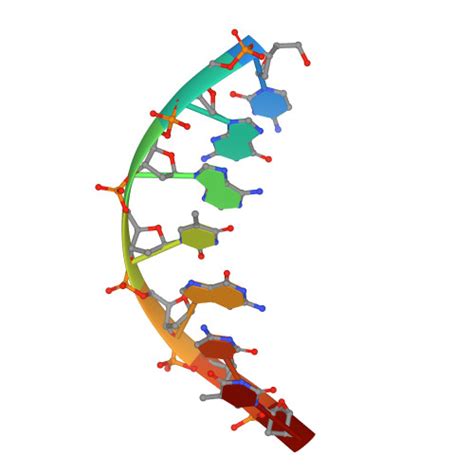 Rcsb Pdb Rxw Crystal Structure Of A Fulgidus Fen Bound To Dna