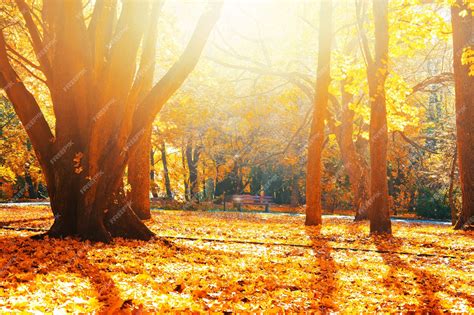 Free Photo | Autumn scenery.