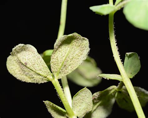 Downy Mildew Of Field Pea Field Crop Diseases Victoria Field Crop