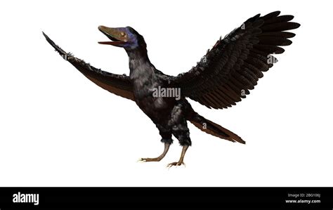 Archaeopteryx Dinosaurio Tipo P Jaro Del Jur Sico Tard O Hace Unos