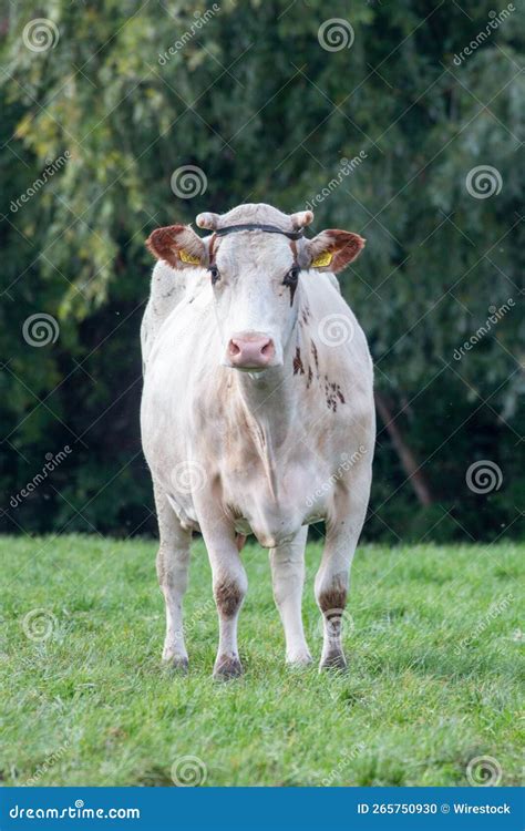 Tiro Vertical De Una Vaca En El Campo Foto De Archivo Imagen De Rural