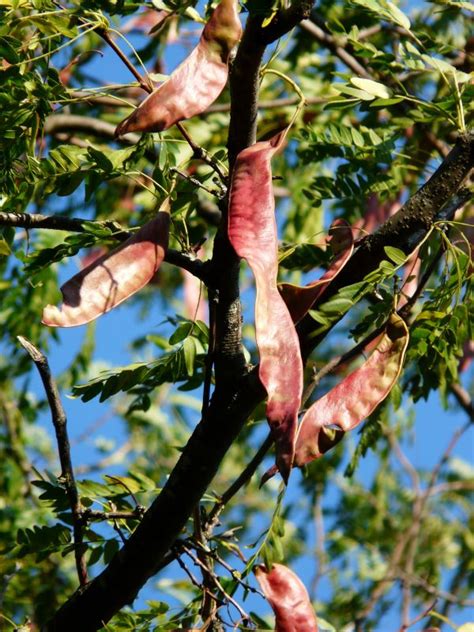 Kostenlose Foto Baum Natur Ast Bl Hen Frucht Blatt Blume