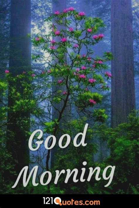 Beautiful Good Morning Images Pictures Photos Pic In Hd Good