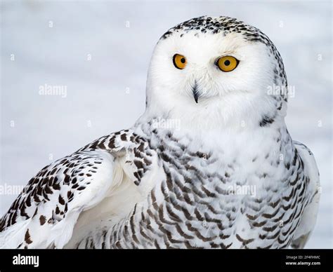 Nyctea Scandiaca Close Up Photo On A Snowy Background Of Arctic Owl