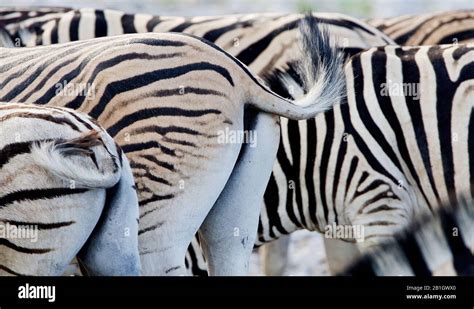 Burchell S Zebra Zebra Common Zebra Plain Zebra Equus Quagga