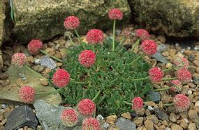 Endemic Plants - Great Basin National Park (U.S. National Park Service)