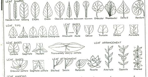 AgriHunt: Botanical leaf shapes