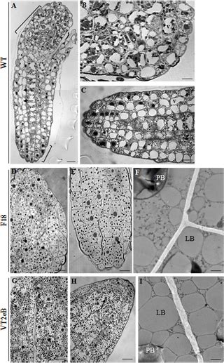 Retarded Germination Of Nicotiana Tabacum Seeds Following Insertion Of