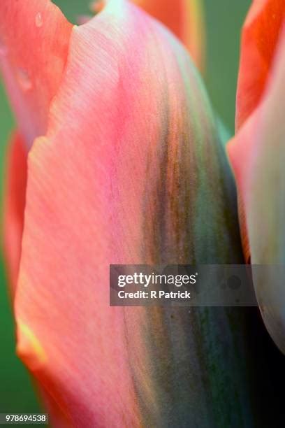 187 Rainbow Tulips Stock Photos, High-Res Pictures, and Images - Getty Images