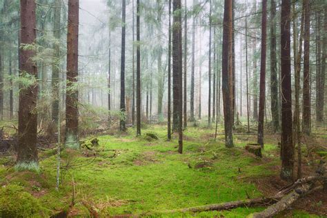 Late Autumn In The Forest November 2019 Valery Vozhdaev Flickr