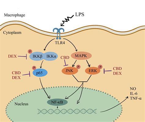 Comparison Of The In Vitro Anti Inflammatory Effect Of Cannabidiol To