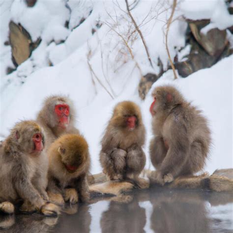 Snow Monkey Hokkaido: A Guide to Witnessing the Wild Beauty of Japan's ...