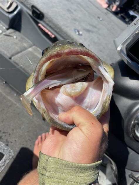 Table Rock Lake Fishing Reports Omnia Fishing