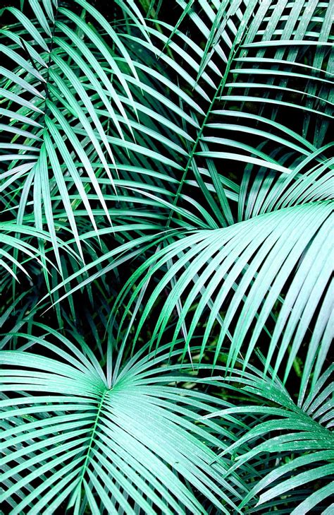 Aesthetic Green Leaves Aesthetic Palm Tree Hd Phone Wallpaper Pxfuel