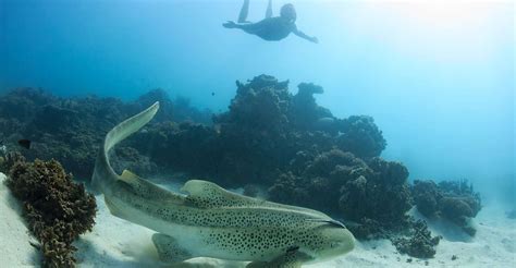 Coral Bay Ningaloo Reef Swim And Snorkel With Whale Sharks TourMega