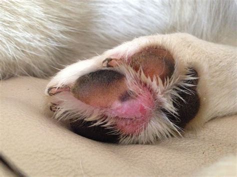 Infection & Possible Tumor on Paw Pad. Help plz. Pictures Included