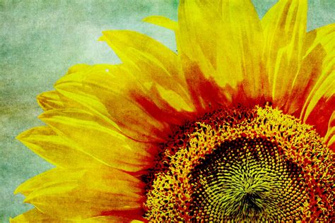 sunflower vintage art  stock photo public domain pictures