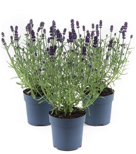 Lavandula Angustifolia Felice Tuincentrum Bull